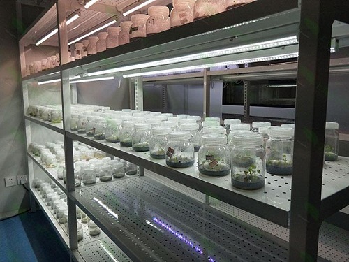 东乡植物组织培养实验室设计建设方案